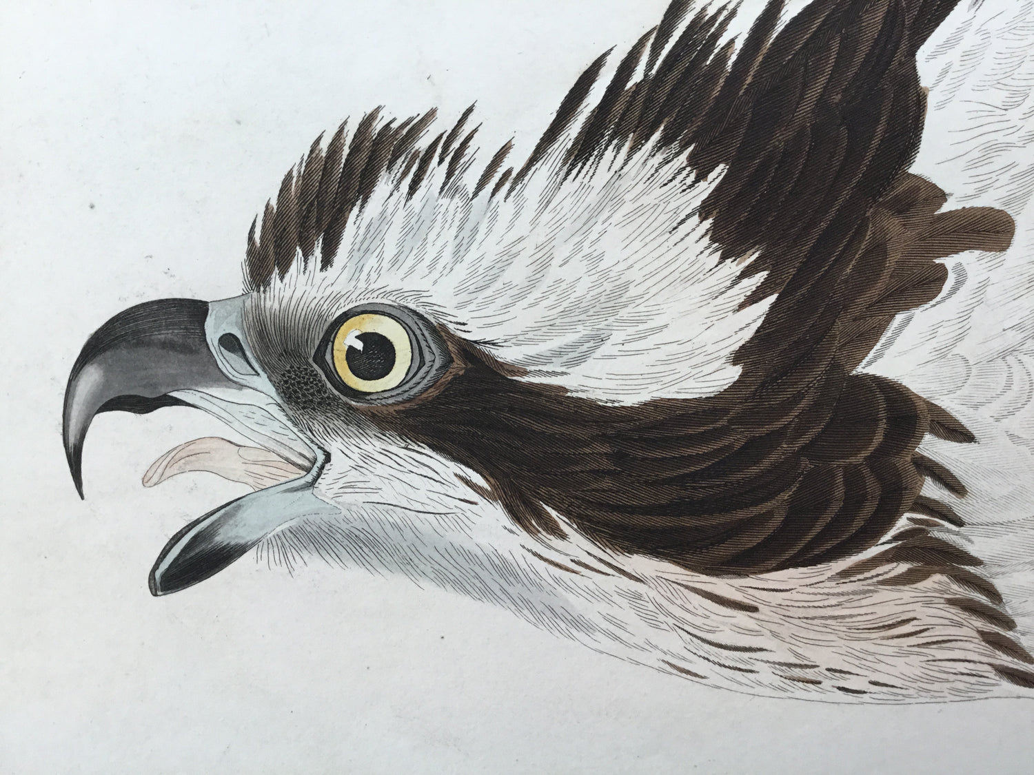 Original Audubon Havell Osprey or Fish Hawk, plate 81.