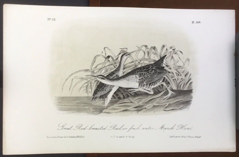 Audubon Octavo Great Red-breasted Rail (3), plate 309, uncolored test sheet, 7 x 11