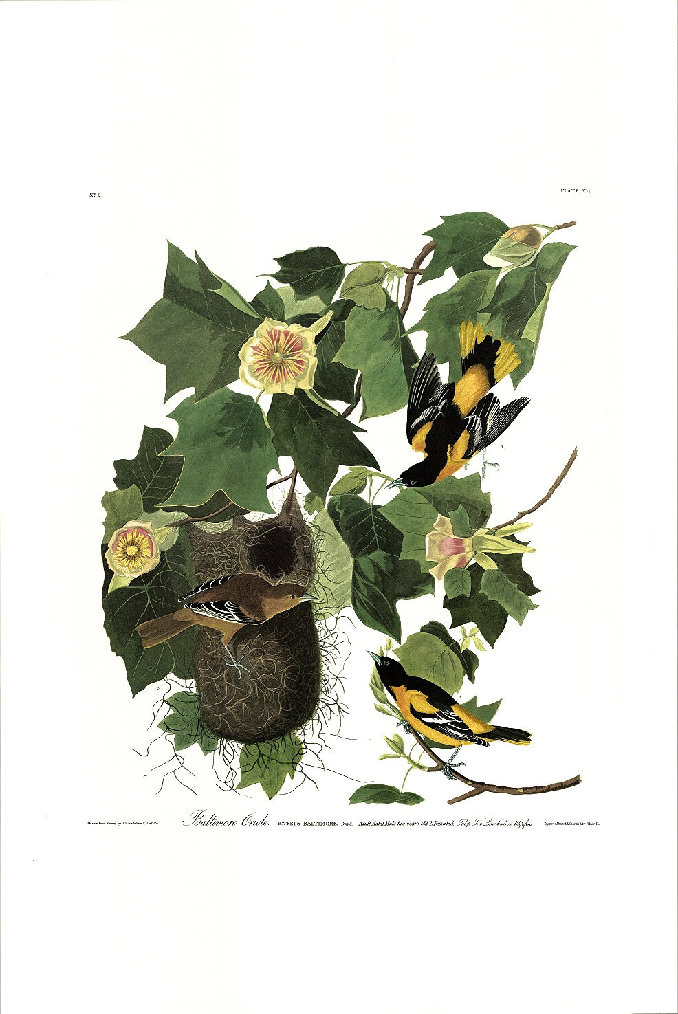 Audubon print Baltimore oriole