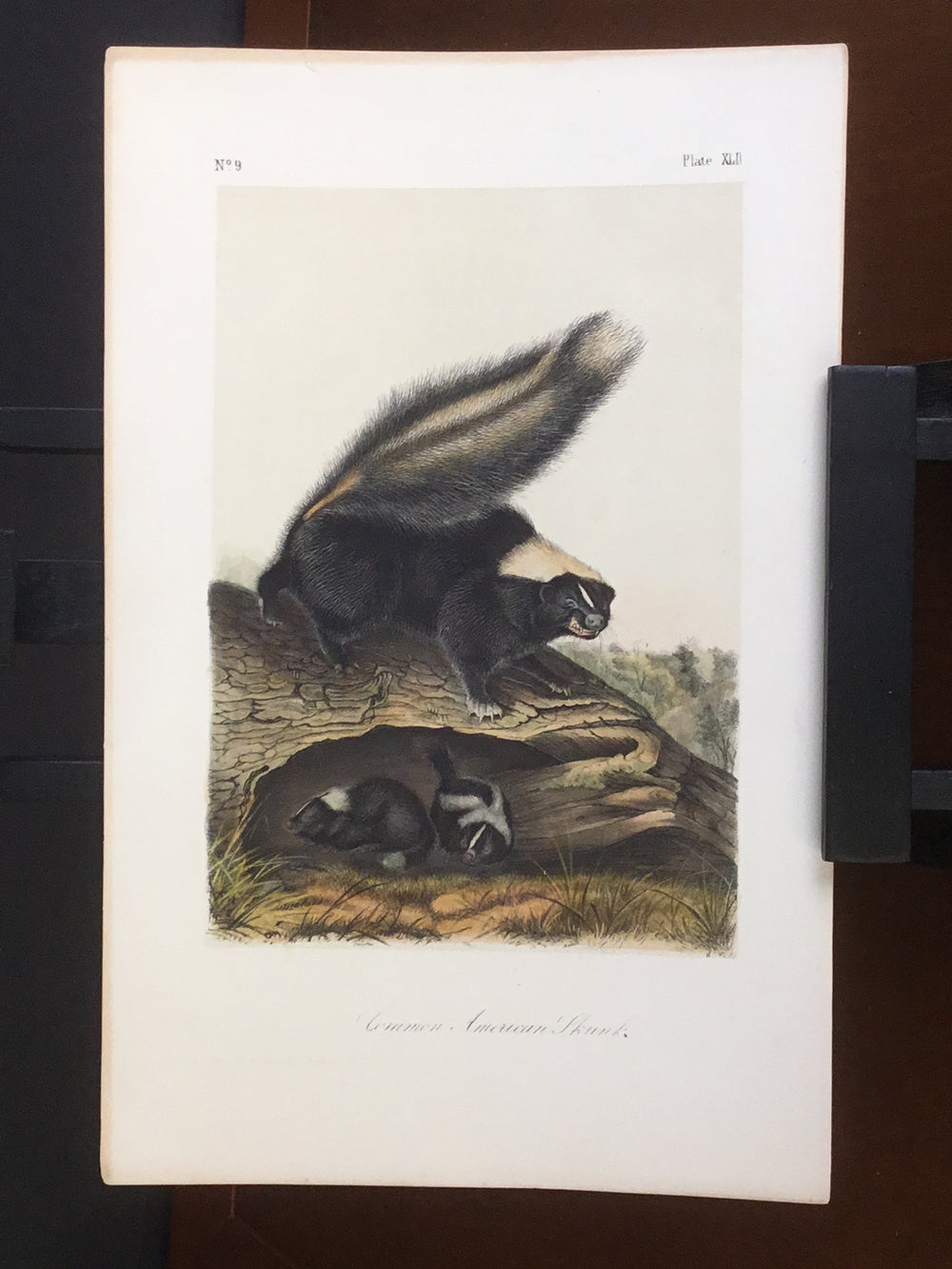lord-Hopkins Collection Audubon Octavo Quadruped - Common American Skunk