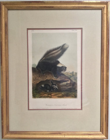 Original Audubon Octavo Common American Skunk, Plate 42 (Framed)