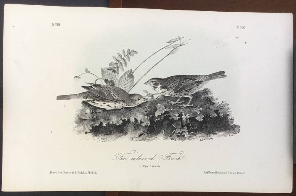 Audubon Octavo Fox-colored Finch, plate 186, uncolored test sheet, 7 x 11