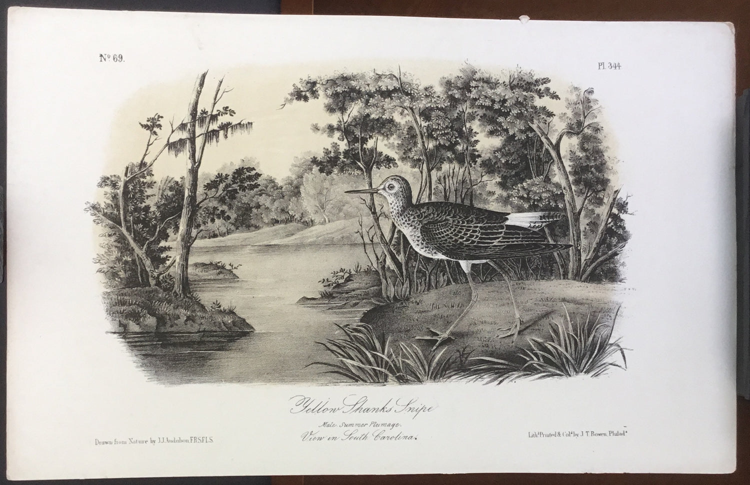 Audubon Octavo Yellow Shanks Snipe, plate 344, uncolored test sheet, 7 x 11