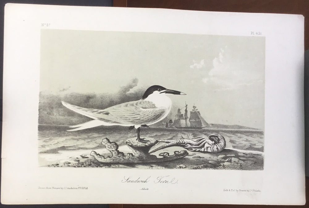 Audubon Octavo Sandwich Tern, plate 431, uncolored test sheet, 7 x 11