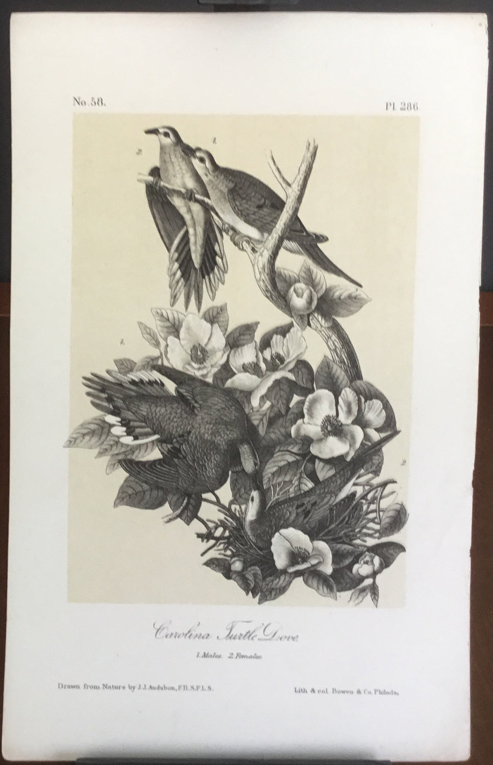 Audubon Octavo Carolina Turtle Dove, plate 286, uncolored test sheet, 7 x 11