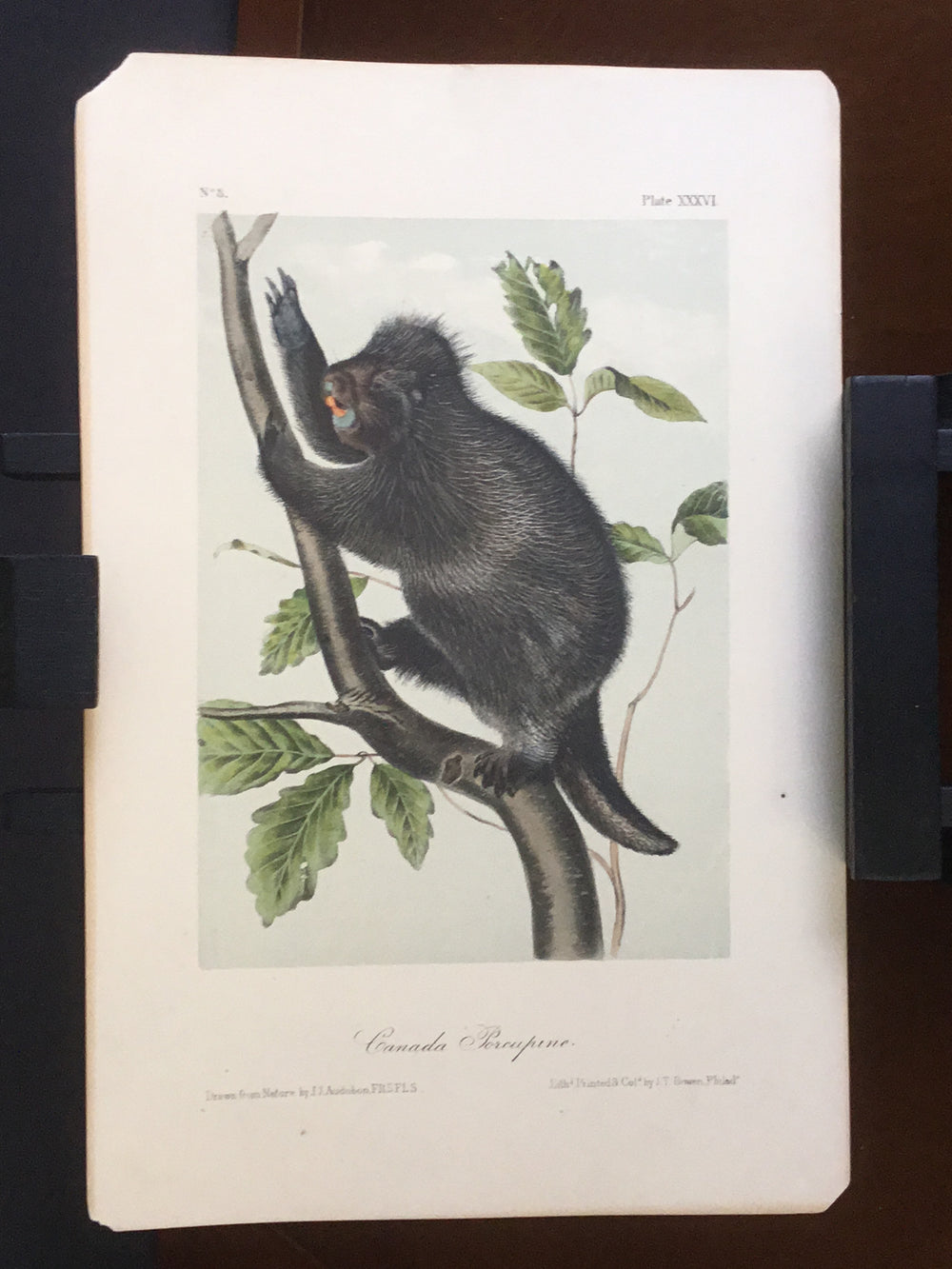 lord-Hopkins Collection Audubon Octavo Quadruped - Canada Porcupine