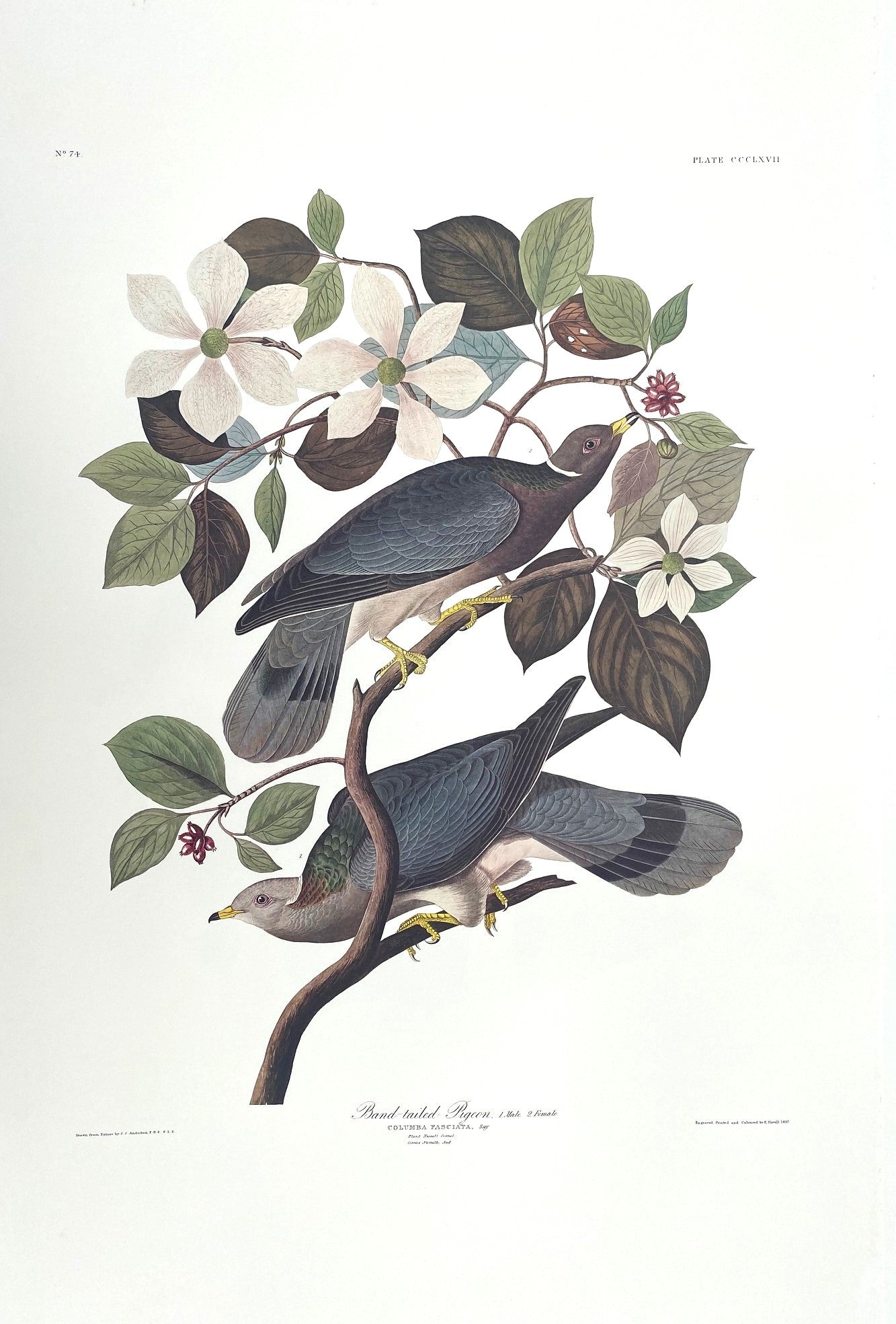 
                  
                    Birds of a Feather Collection - White-headed Pigeon & Band-tailed Pigeon
                  
                