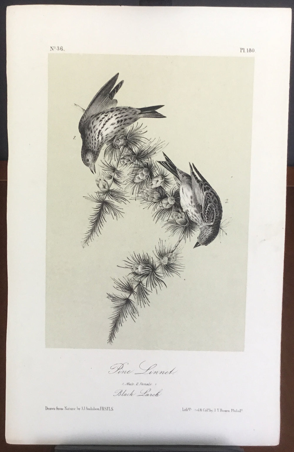 Audubon Octavo Pine Linnet (2), plate 180, uncolored test sheet, 7 x 11