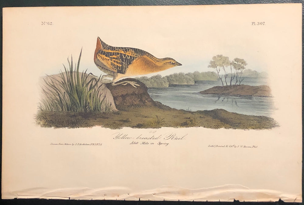 Audubon Octavo Yellow-breasted Rail, plate 307