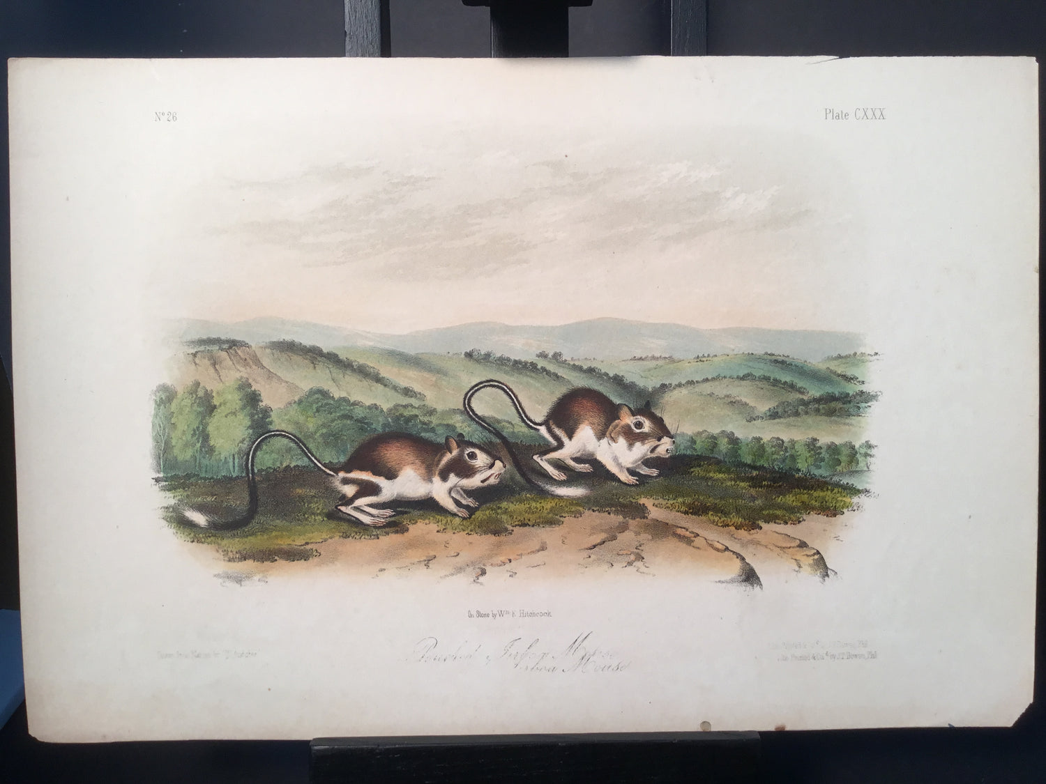 Lord-Hopkins Collection - Pouched Jerboa Mouse
