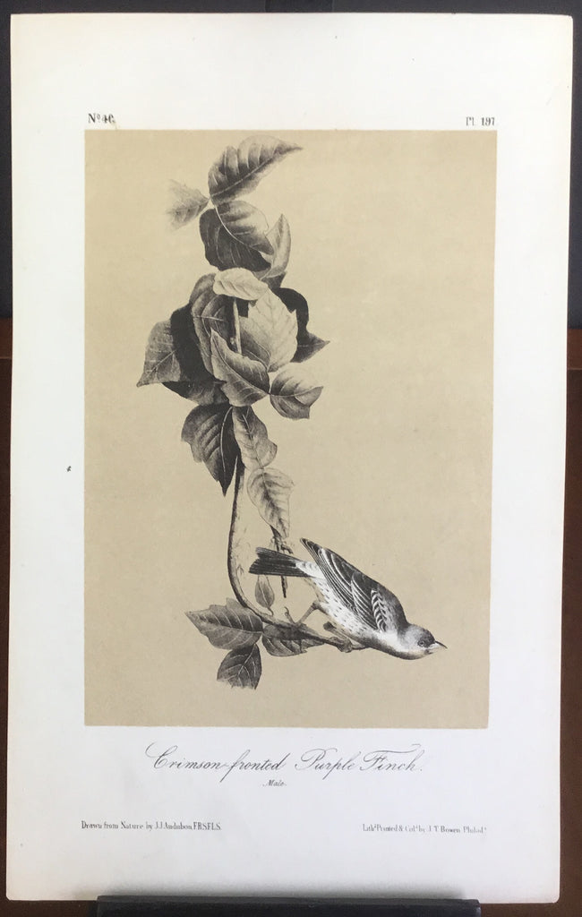 Audubon Octavo Crimson-fronted Purple Finch, plate 197, uncolored test sheet, 7 x 11