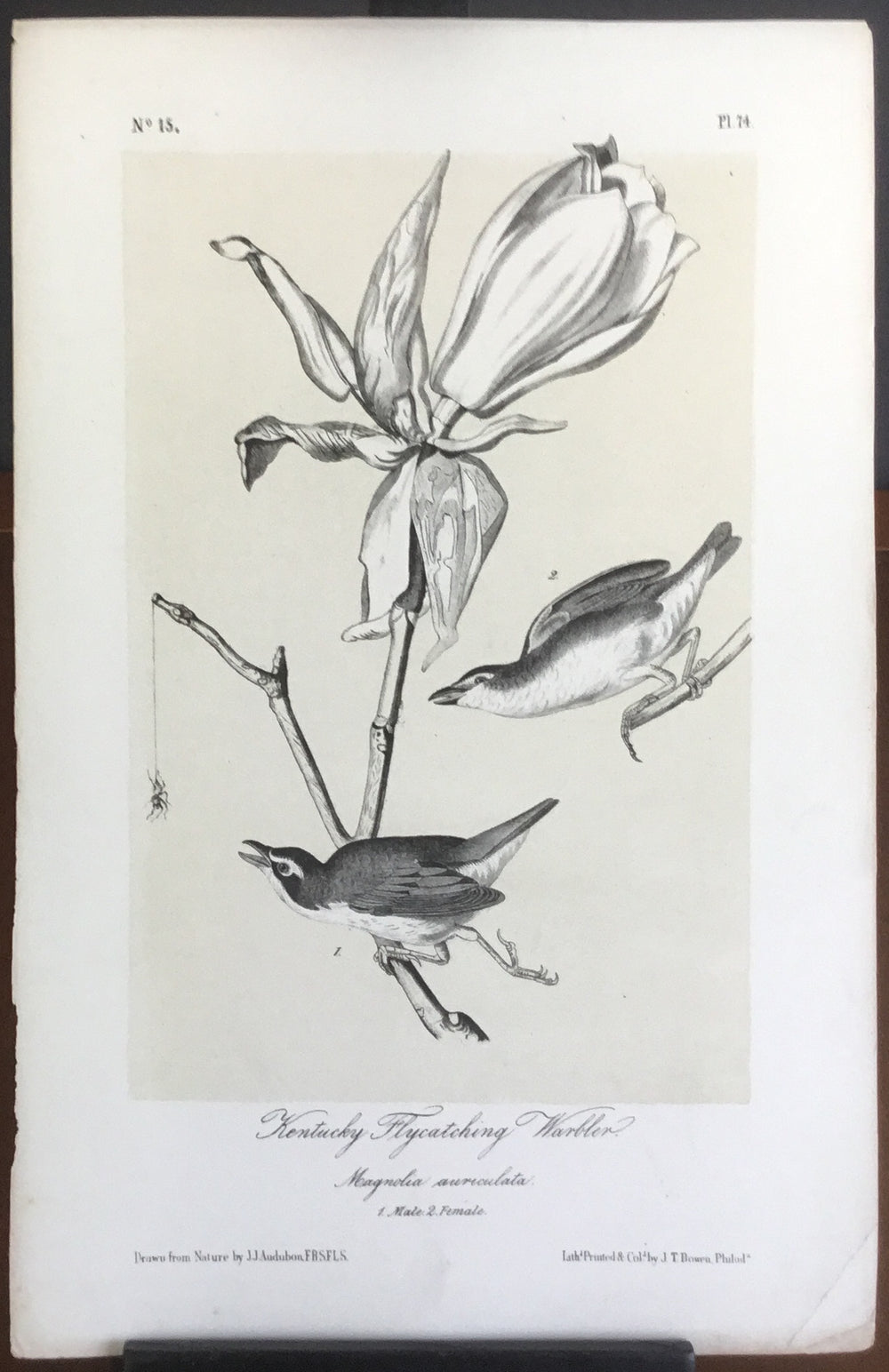 Audubon Octavo Kentucky Flycatching Warbler, plate 74, uncolored test sheet. 7 x 11
