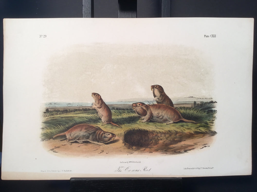 Lord-Hopkins Collection - Camas Rat