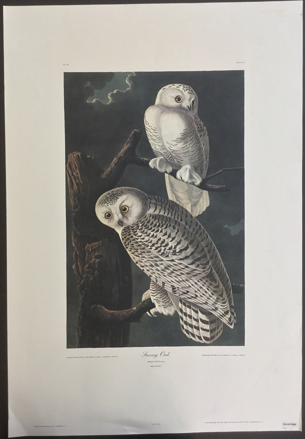 Special: Snowy Owl, Aaron Ashley Edition, 22 3/4 x 33 inches