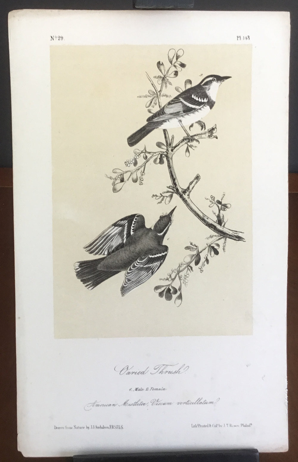 Audubon Octavo Varied Thrush, plate 143, uncolored test sheet, 7 x 11