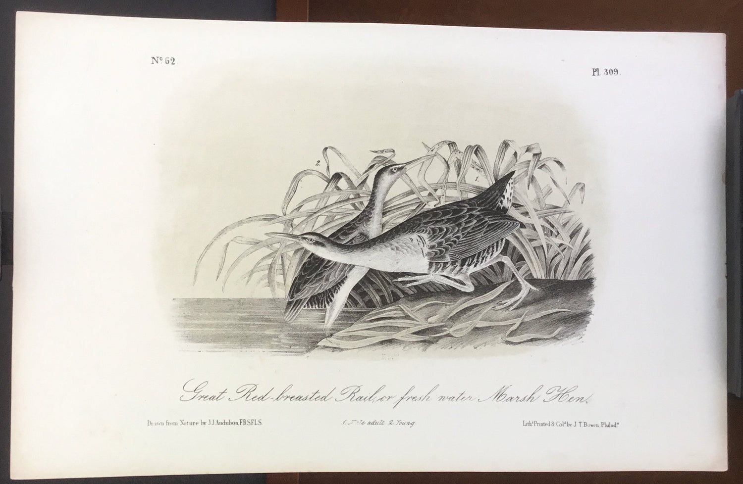 Audubon Octavo Great Red-breasted Rail (2), plate 309, uncolored test sheet, 7 x 11