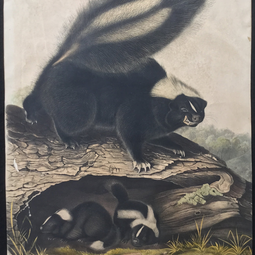 
                  
                    Lord-Hopkins Collection (Bowen pattern print), Audubon Original Imperial plate 42, Common American Skunk
                  
                