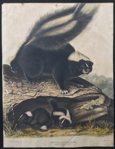 Lord-Hopkins Collection (Bowen pattern print), Audubon Original Imperial plate 42, Common American Skunk