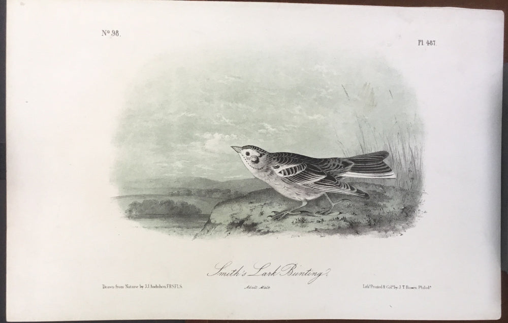 Audubon Octavo Smith’s Lark Bunting, plate 487, uncolored test sheet, 7 x 11