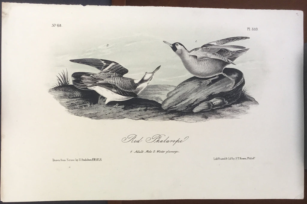 Audubon Octavo Red Phalarope, plate 339, uncolored test sheet, 7 x 11