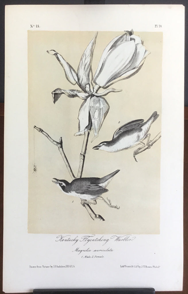 Audubon Octavo Kentucky Flycatching Warbler, plate 74, uncolored test sheet, tinted. 7 x 11