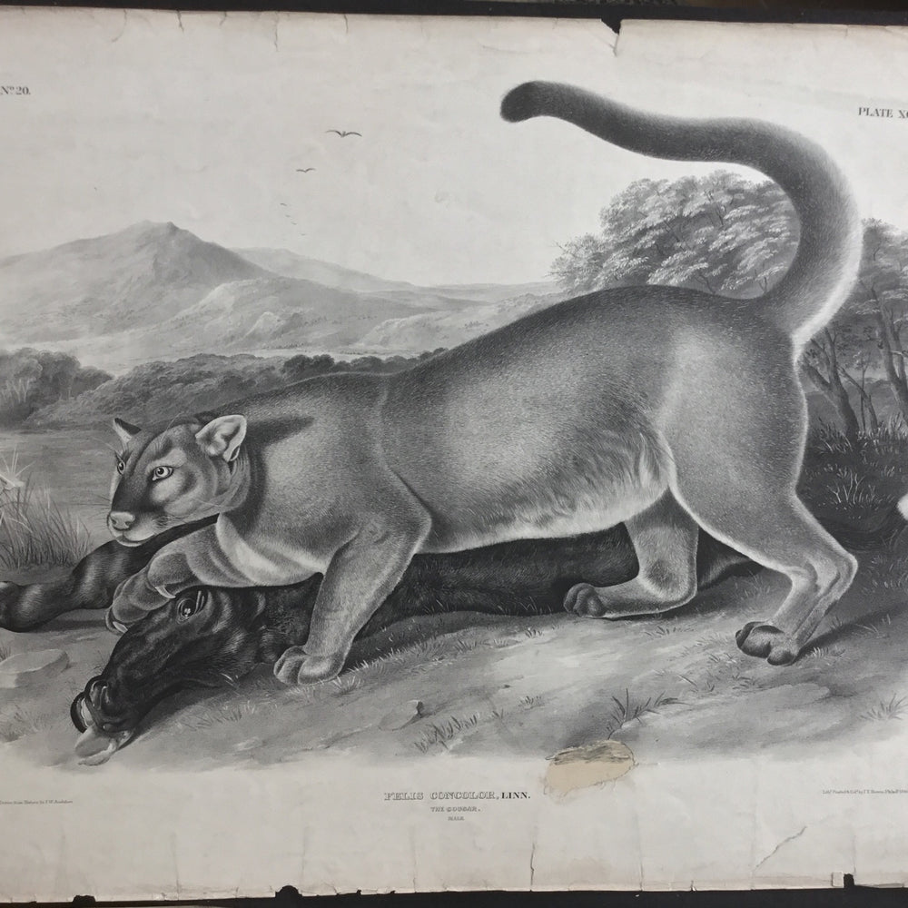
                  
                    Lord-Hopkins Collection, Audubon Original Imperial plate 96, The Cougar
                  
                