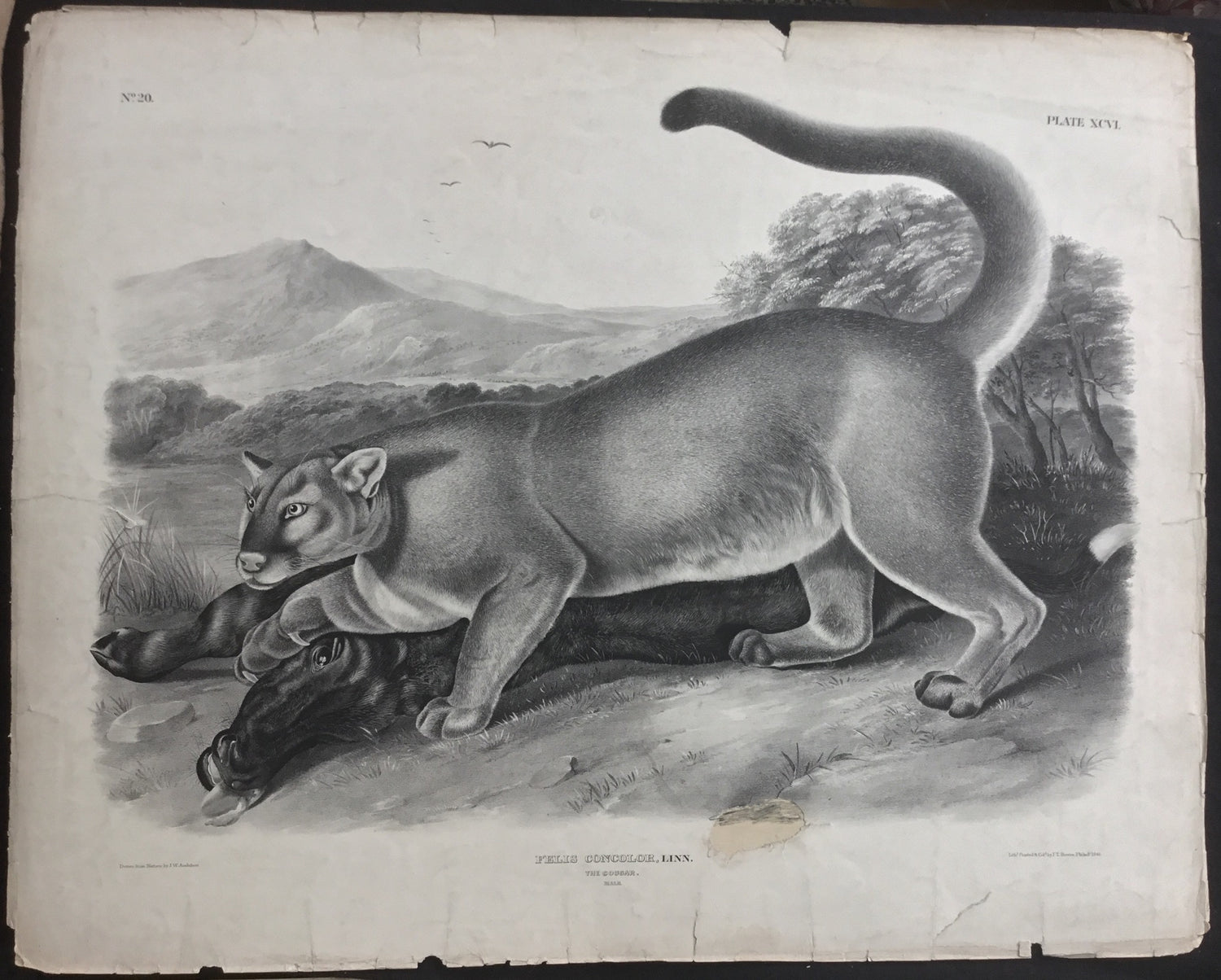 Lord-Hopkins Collection, Audubon Original Imperial plate 96, The Cougar