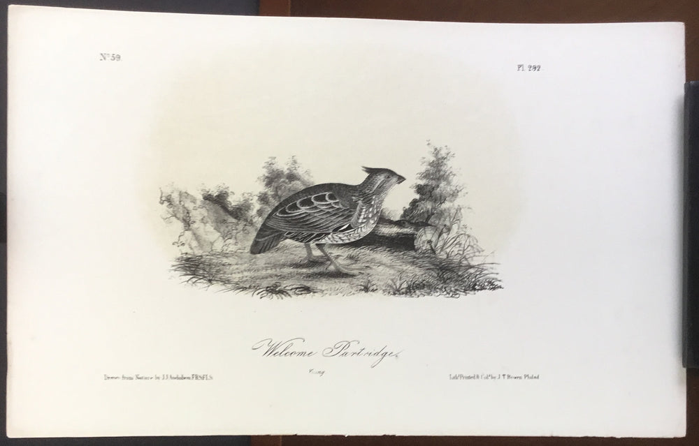 Audubon Octavo Welcome Partridge, plate 292, uncolored test sheet, 7 x 11