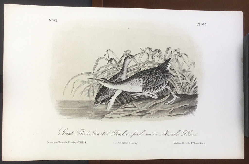Audubon Octavo Great Red-breasted Rail, plate 309, uncolored test sheet, 7 x 11