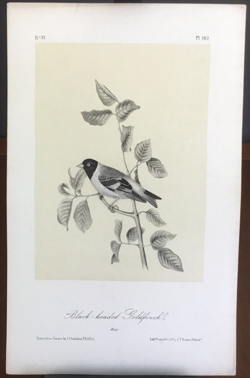Audubon Octavo Black-headed Goldfinch, plate 182, uncolored test sheet, 7 x 11