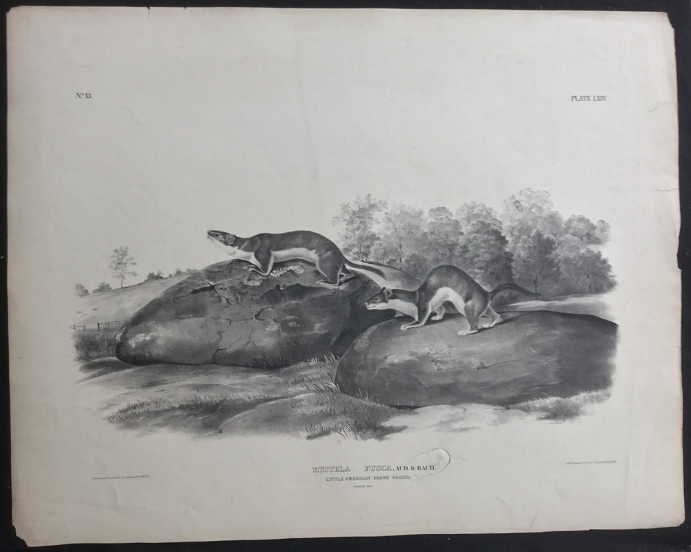 
                  
                    Lord-Hopkins Collection, Audubon Original Imperial plate 64, Little American Brown Weasel
                  
                