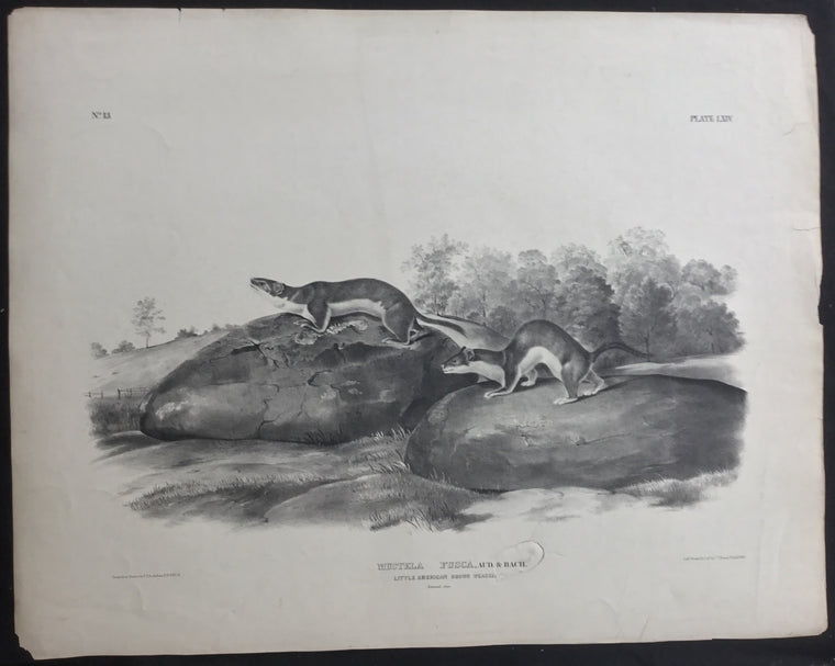 Lord-Hopkins Collection, Audubon Original Imperial plate 64, Little American Brown Weasel