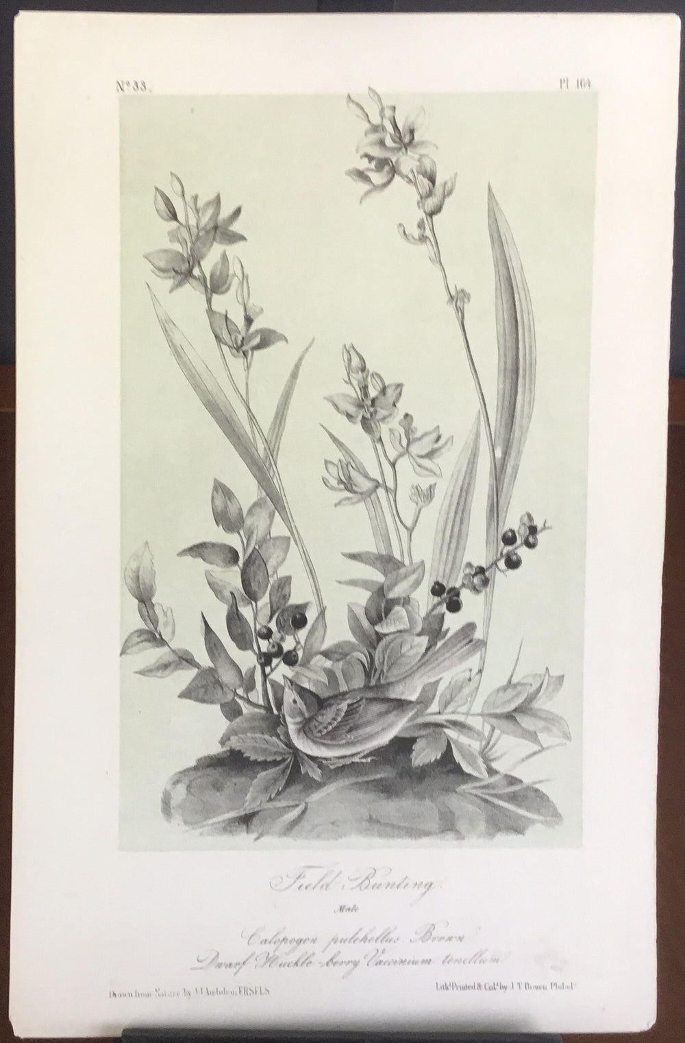 Audubon Octavo Field Bunting, plate 164, uncolored test sheet, 7 x 11