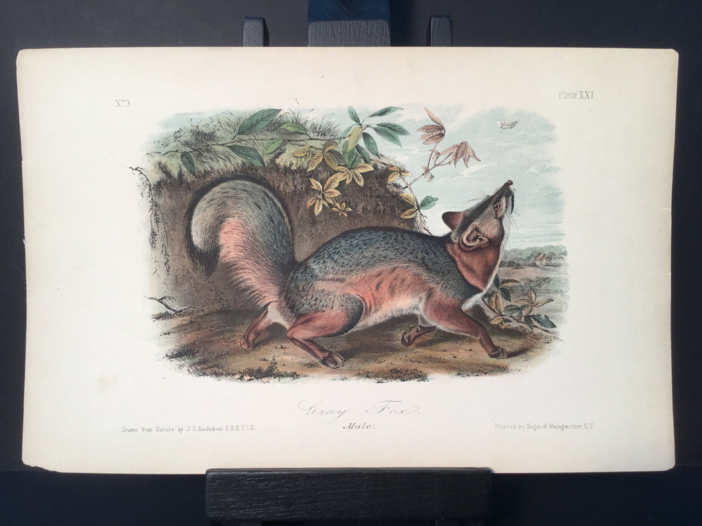 Lord-Hopkins Collection - Gray Fox