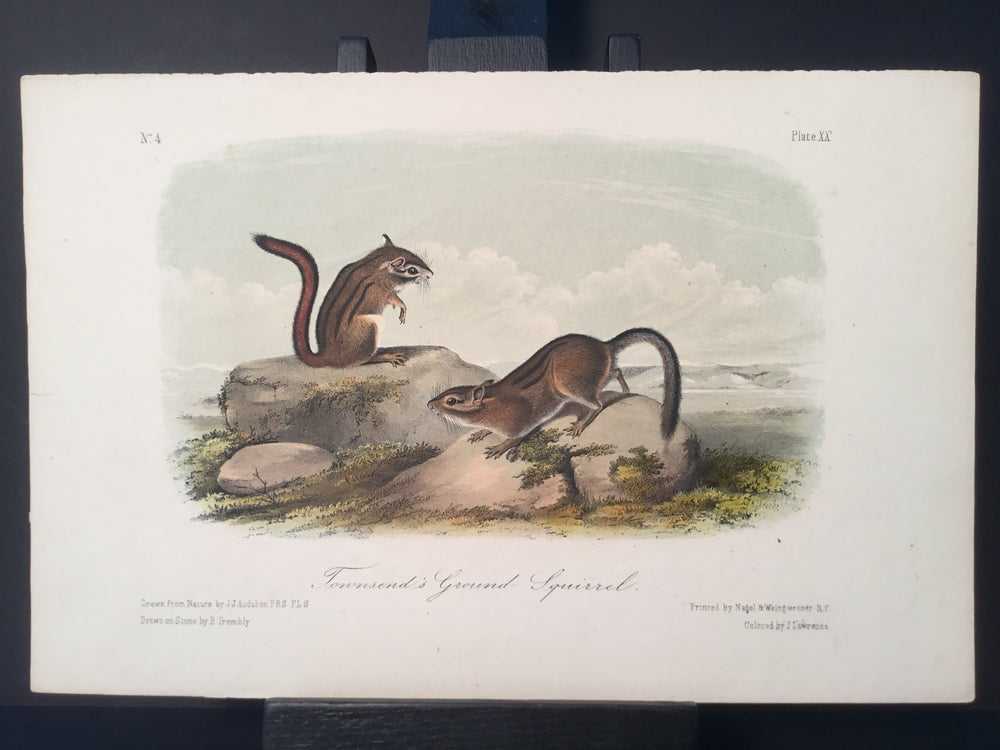 Lord-Hopkins Collection - Townsend’s Ground Squirrel