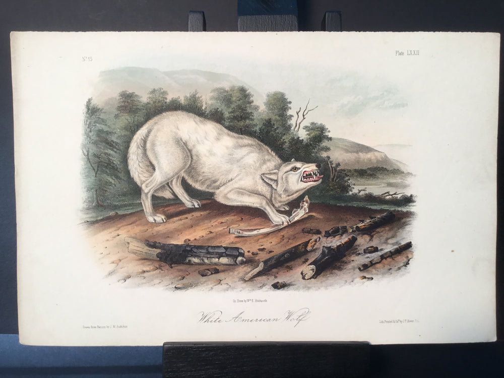 Lord-Hopkins Collection - White American Wolf