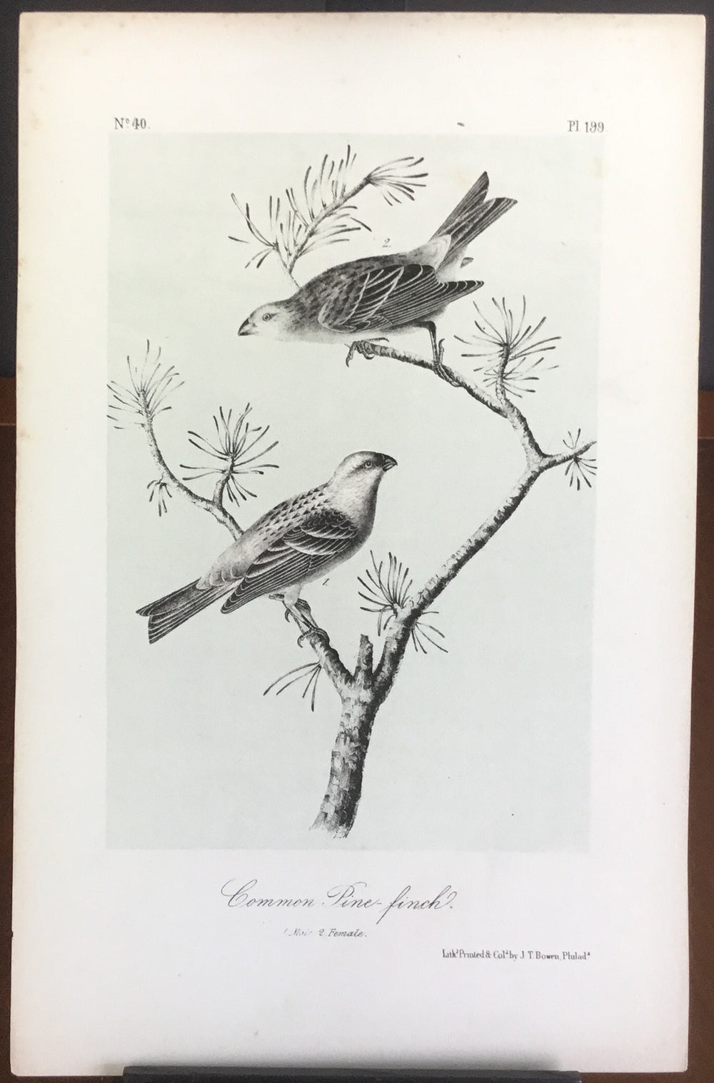 Audubon Octavo Common Pine Finch (2), plate 199, uncolored test sheet, 7 x 11