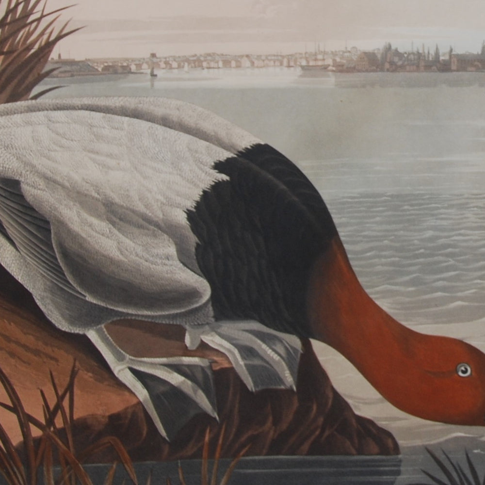 
                  
                    Original Audubon Havell Canvass-backed Duck, plate 301, SOLD
                  
                