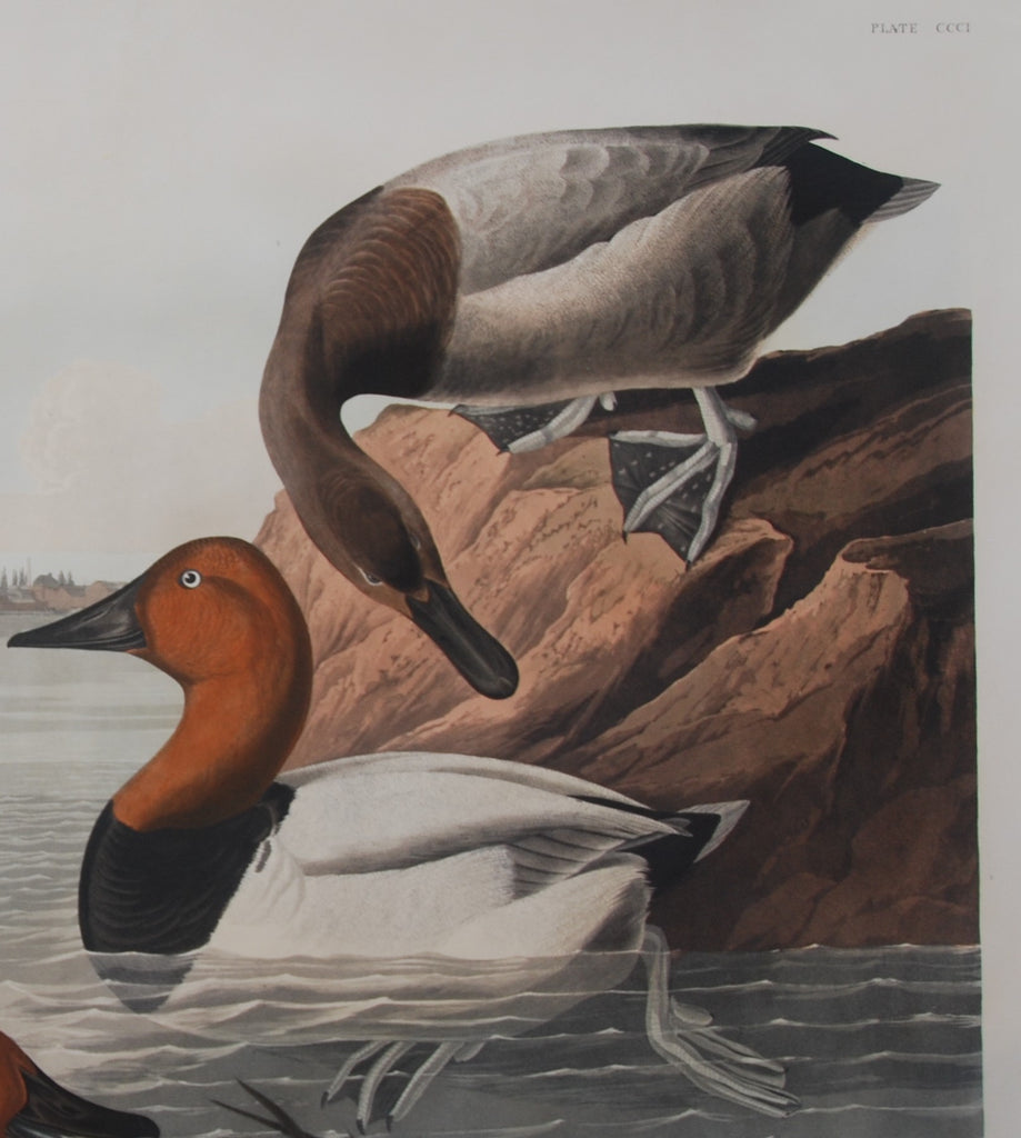 Original Audubon Havell Canvass-backed Duck, plate 301, SOLD