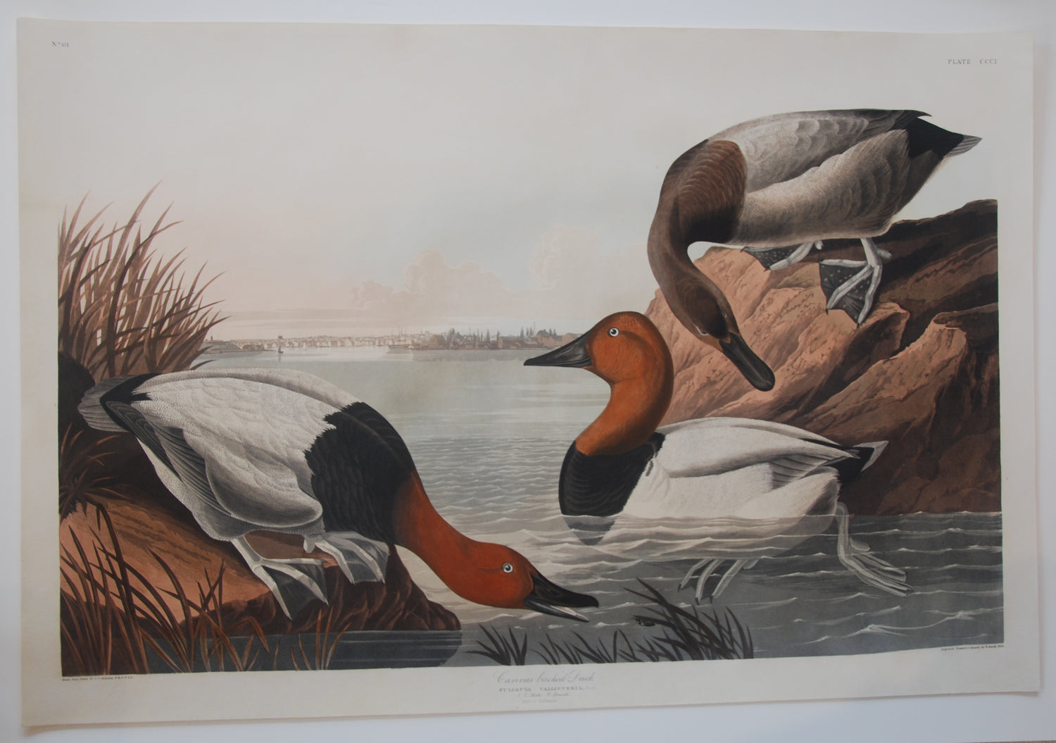 Original Audubon Havell Canvass-backed Duck, plate 301, SOLD