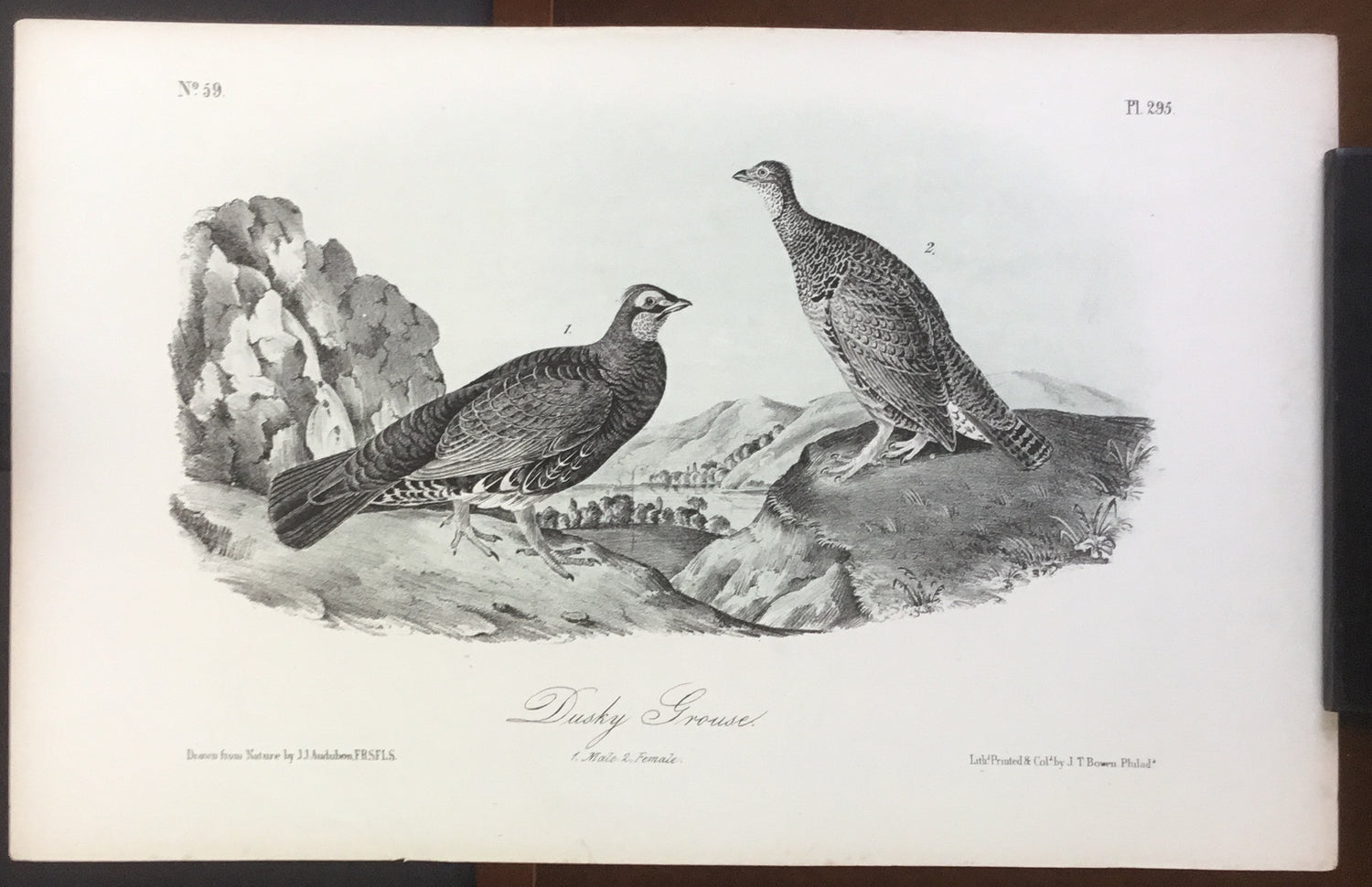 Audubon Octavo Dusky Grouse (2), plate 295, uncolored test sheet, 7 x 11