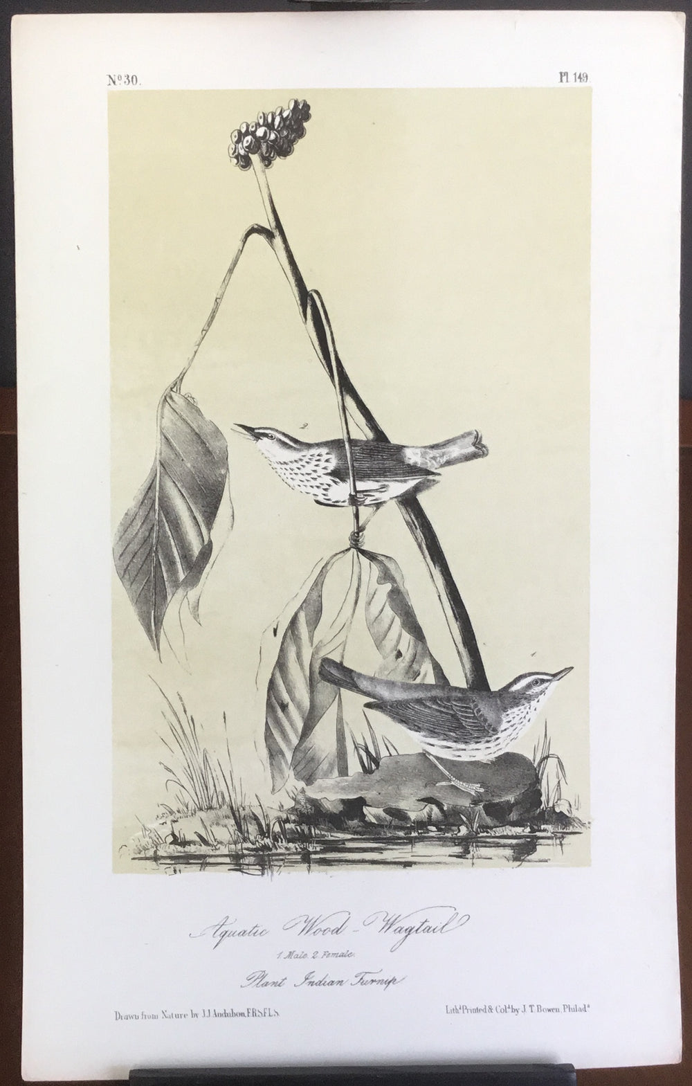 Audubon Octavo Aquatic Wood Wagtail, plate 149, uncolored test sheet, 7 x 11