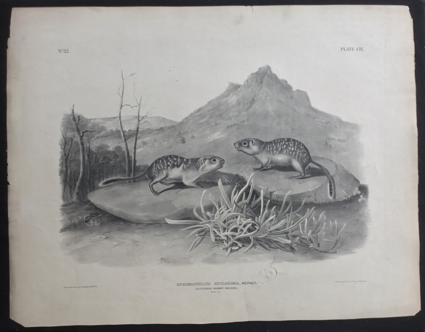 
                  
                    Lord-Hopkins Collection, Audubon Original Imperial plate 109, California Marmot Squirrel
                  
                