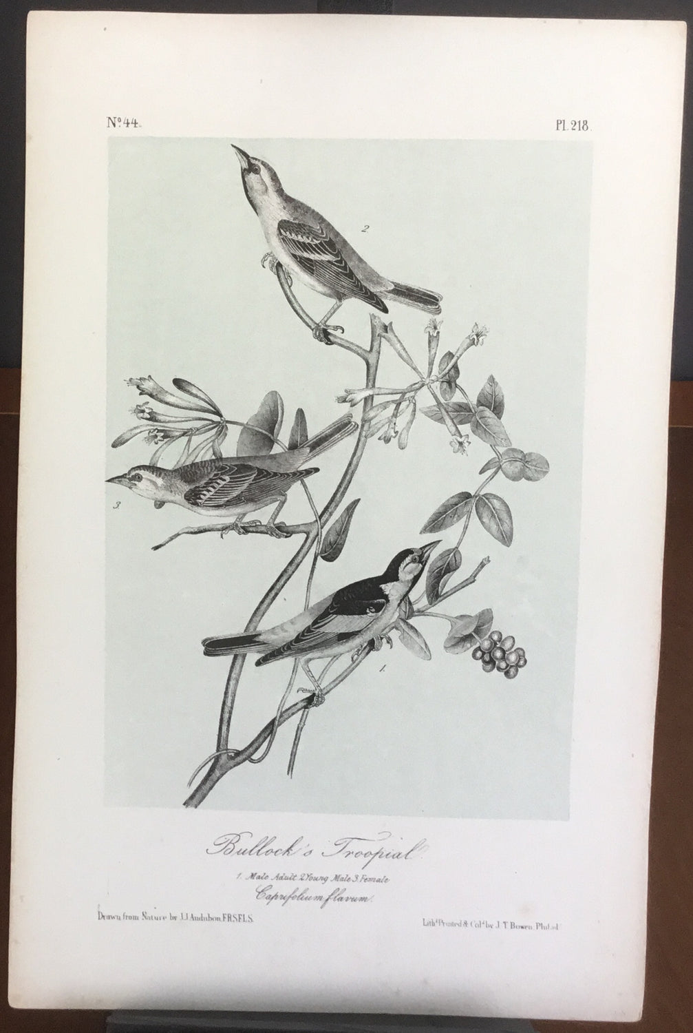 Audubon Octavo Bullock’s Troopial (2), plate 218, uncolored test sheet, 7 x 11