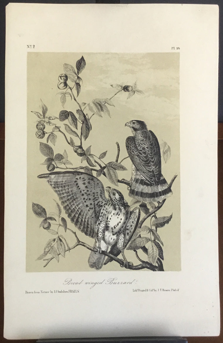 Audubon Octavo Broad-winged Buzzard, plate 10, uncolored test sheet. 7 x 11