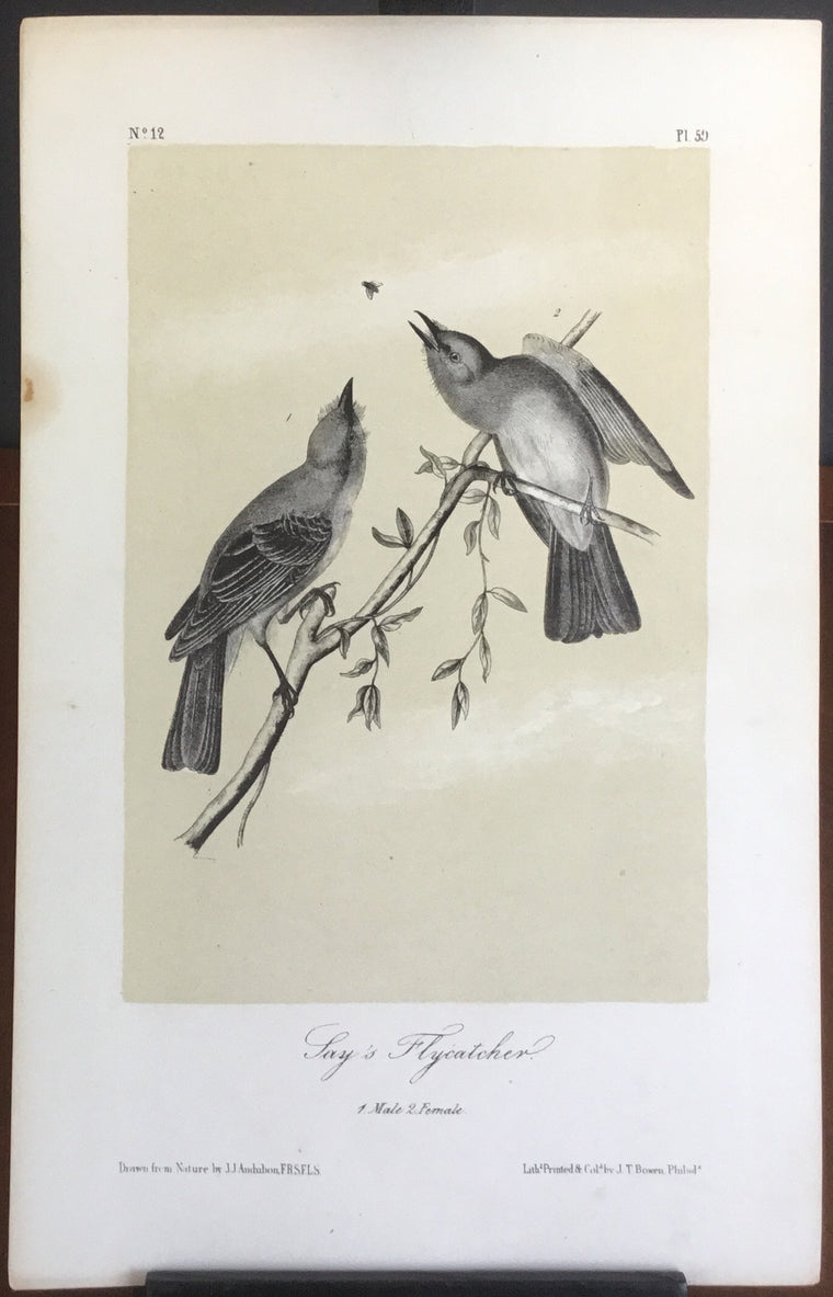Audubon Octavo Say’s Flycatcher, plate 59, uncolored test sheet. 7 x 11