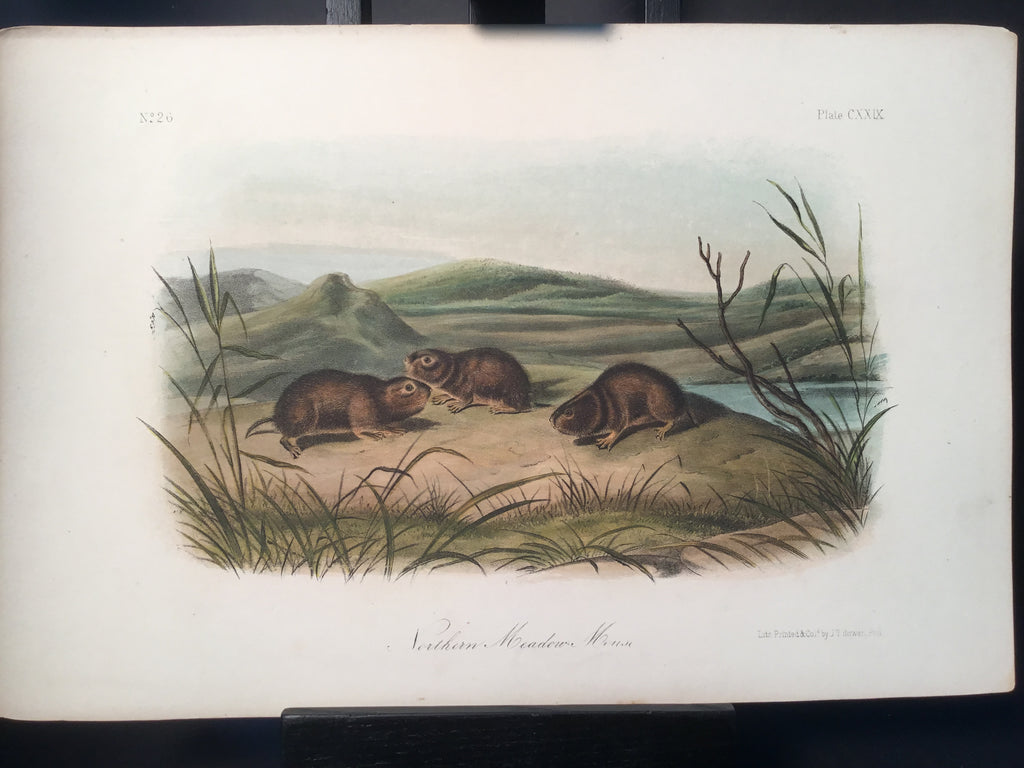 Lord-Hopkins Collection - Northern Meadow Mouse