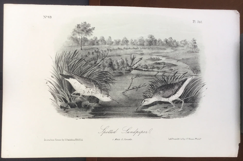 Audubon Octavo Spotted Sandpiper (4), plate 342, uncolored test sheet, 7 x 11