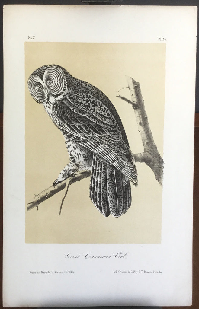 Audubon Octavo Great Cinerceous Owl, plate 30, uncolored test sheet. 7 x 11