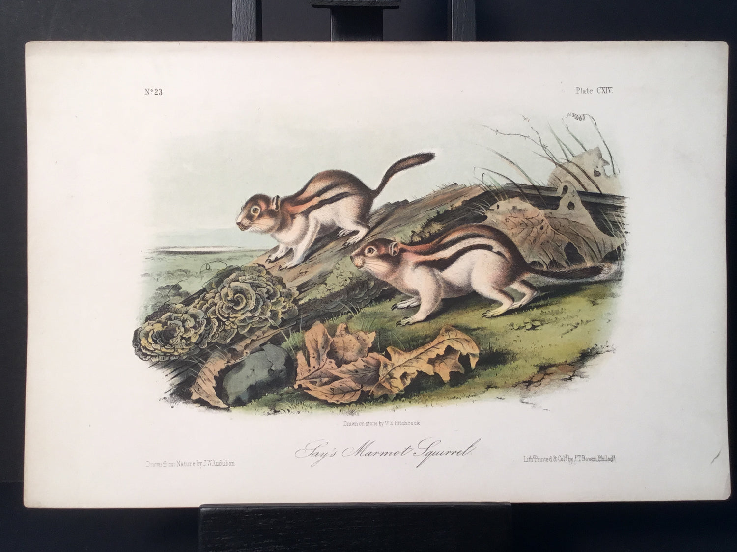 Lord-Hopkins Collection - Say’s Marmot Squirrel